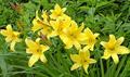 long yellow day lily ، زنبق رشتی زرد